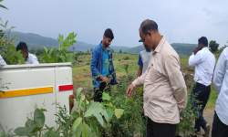 Tree Planting